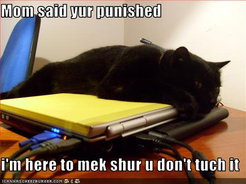 Bilder-Thread uh43048,1268297071,funny-pictures-cat-is-on-laptop