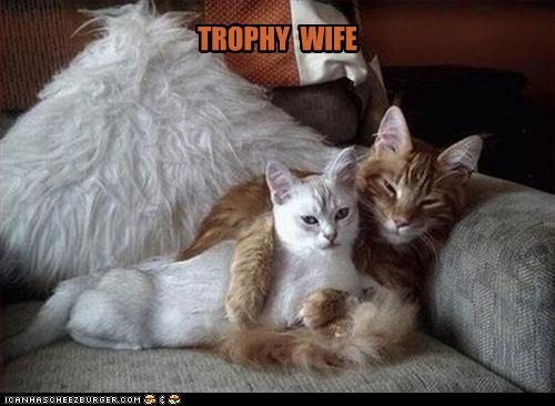 Bilder-Thread uh43048,1268297117,funny-pictures-cat-has-trophy-wife