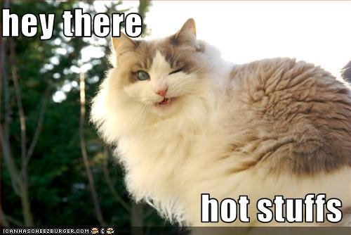 Bilder-Thread uh43048,1268297157,funny-pictures-cat-winks-at-you