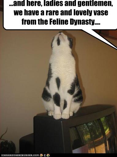 Bilder-Thread uh43048,1268297189,funny-pictures-cat-looks-like-a-vase