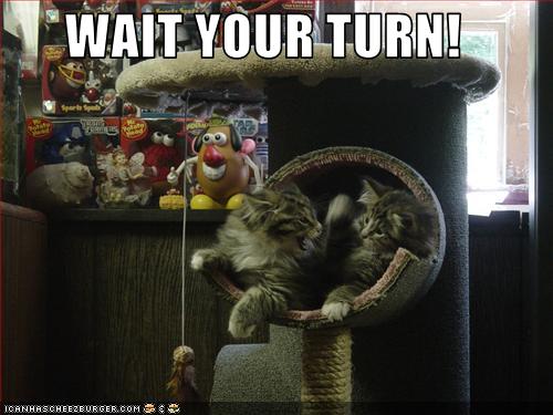 Bilder-Thread uh43048,1268297490,funny-pictures-kittens-yell-at-eachother