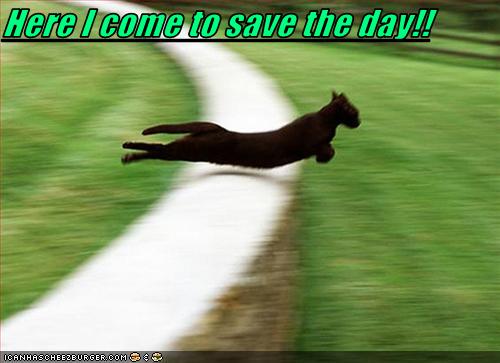 Bilder-Thread uh43048,1268297557,funny-pictures-cat-comes-to-save-day