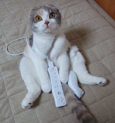 Bilder-Thread uh43048,1268589191,1769 funnyanimalsc