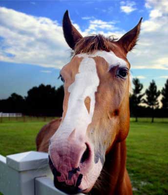 Bilder-Thread uh43048,1268589424,3003-Horse-and-Girl