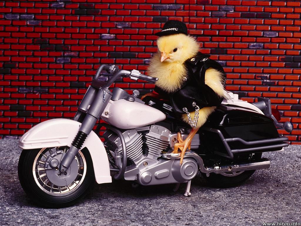 Bilder-Thread uh43048,1269101564,19444d1211142419-hot-biker-chick-biker-chick