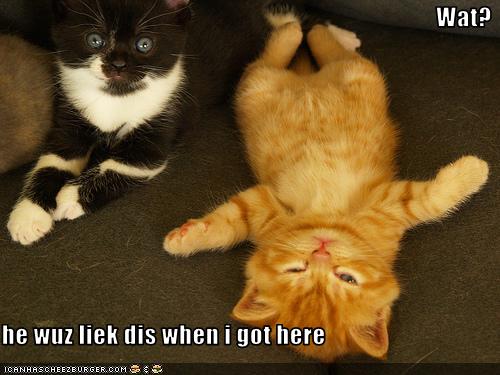 Bilder-Thread uh43048,1269419198,funny-pictures-kitten-acts-innocent