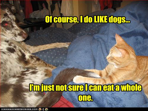 Bilder-Thread uh43048,1269419209,funny-pictures-cat-likes-dogs1