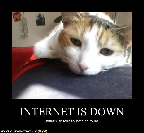 Bilder-Thread uh43048,1269419226,funny-pictures-cat-is-bored