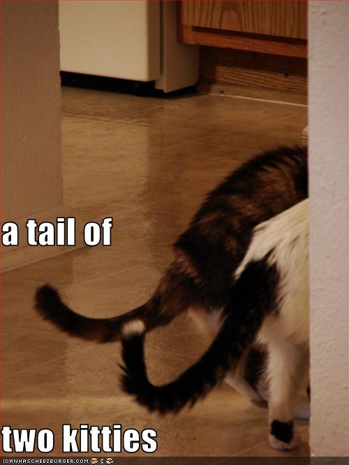 Bilder-Thread uh43048,1269419300,funny-pictures-there-are-two-tails