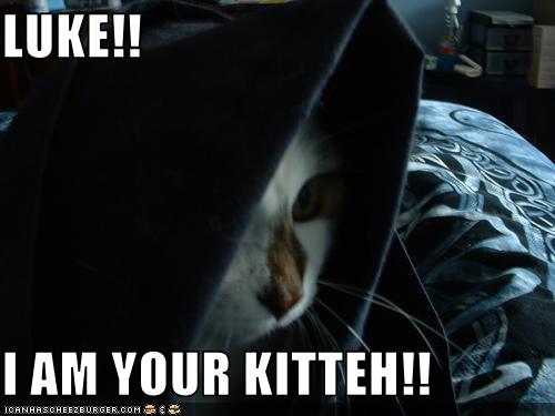 Bilder-Thread uh43048,1269419323,funny-pictures-cat-is-yours