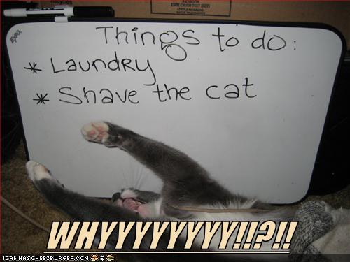Bilder-Thread uh43048,1269419363,funny-pictures-cat-does-not-like-your-to-do-list