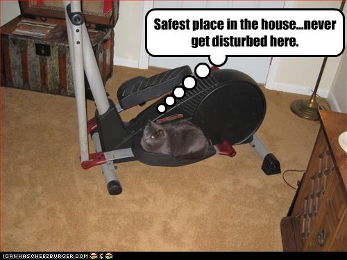 Bilder-Thread uh43048,1269419384,funny-pictures-cat-finds-safe-place