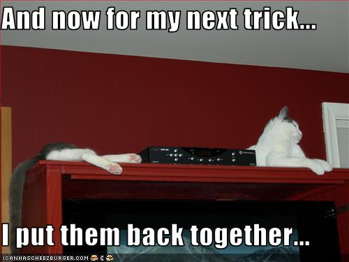Bilder-Thread uh43048,1269419452,funny-pictures-cat-has-a-trick