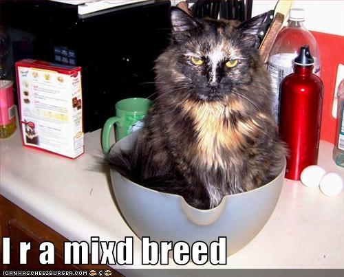 Bilder-Thread uh43048,1269419567,funny-pictures-cat-is-mixed-breed