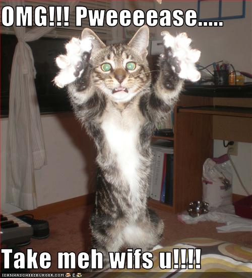 Bilder-Thread uh43048,1269525414,funny-pictures-cat-wants-to-come-along