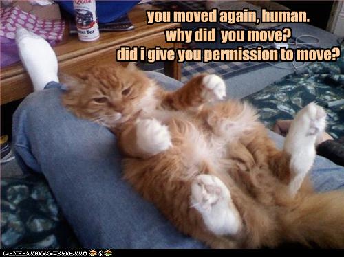 Bilder-Thread uh43048,1269525427,funny-pictures-cat-is-on-lap