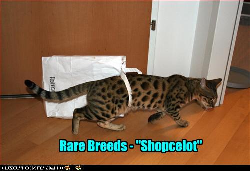 Bilder-Thread uh43048,1269525439,funny-pictures-cat-shops-a-lot