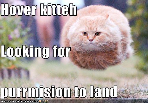 Bilder-Thread uh43048,1269525461,funny-pictures-cat-hovers