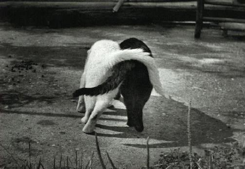 Bilder-Thread uh43048,1269643202,black and white