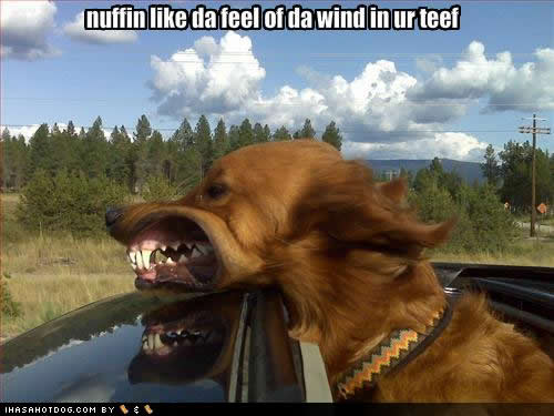 Bilder-Thread uh43048,1269643332,wind-teef