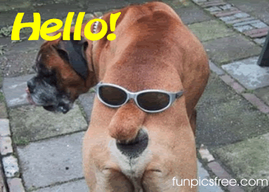 Bilder-Thread uh43048,1269656695,funny dog