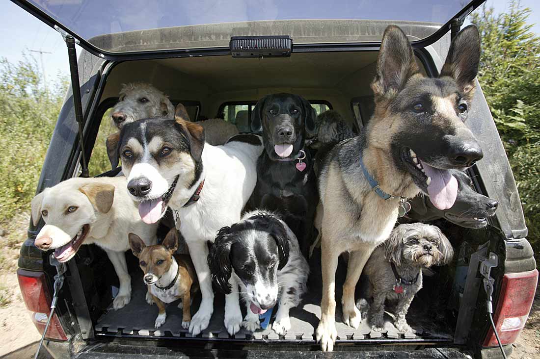 Bilder-Thread uh43048,1269656879,dogs-in-truck
