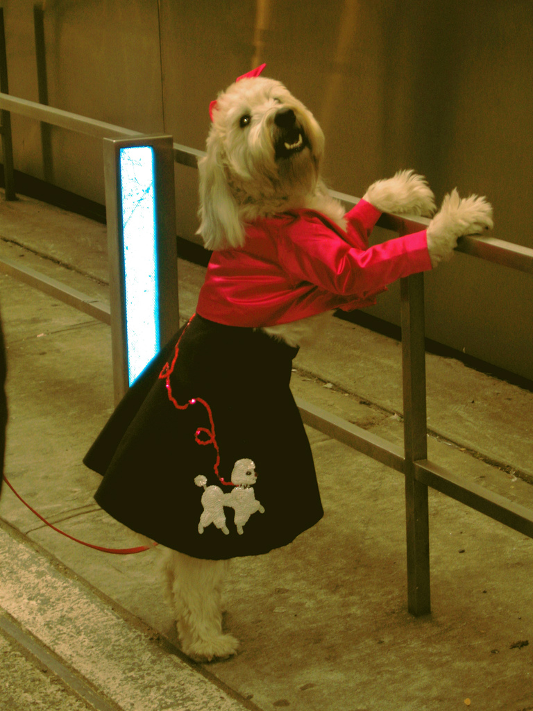 Bilder-Thread uh43048,1269656918,dog-in-a-poodle-skirt-by-mockstar
