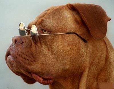 Bilder-Thread uh43048,1269657104,dog