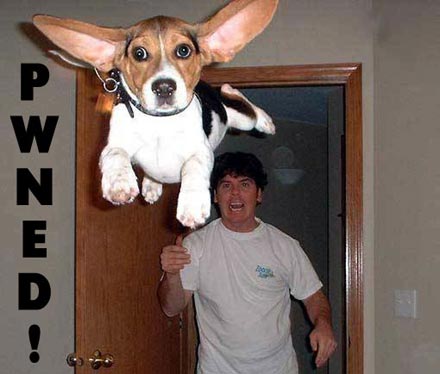 Bilder-Thread uh43048,1269809641,pwned-chien-volant