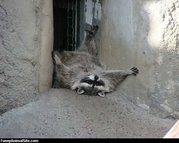 Bilder-Thread uh43048,1270493927,Racoon Is Pooped