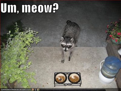 Bilder-Thread uh43048,1270493951,funny-pictures-raccoon-pretends-to-be-cat