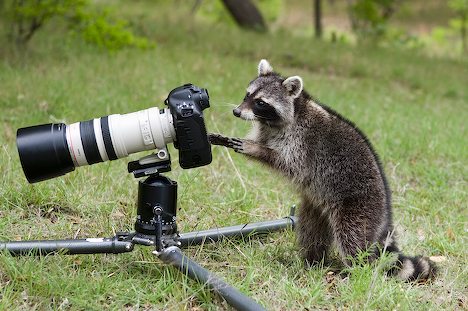 Bilder-Thread uh43048,1270494049,racoon-photo