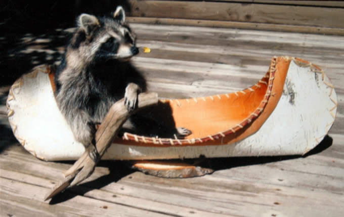 Bilder-Thread uh43048,1270494115,racoonincanoe