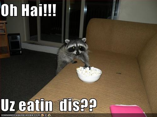 Bilder-Thread uh43048,1270494255,funny-pictures-raccoon-wants-to-eat-your-food