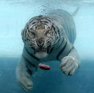 Bilder-Thread uh43048,1270576779,swimming tiger
