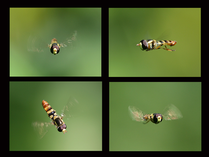 Bilder-Thread uh43048,1270577400,5
