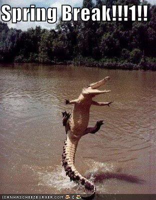 Bilder-Thread uh43048,1270582399,funny-pictures-spring-break-crocodi