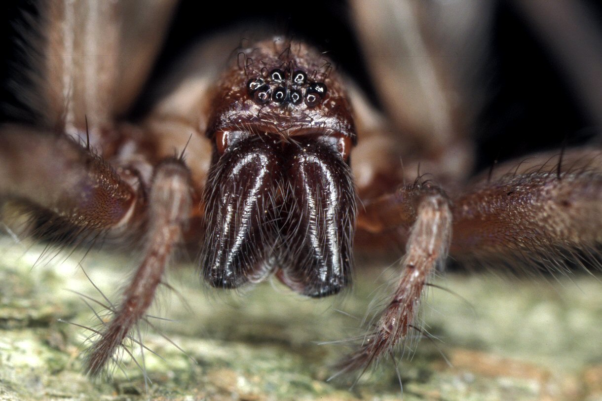 Bilder-Thread uh43048,1270671075,images5CPictures5CTegenaria domestica hun 1315