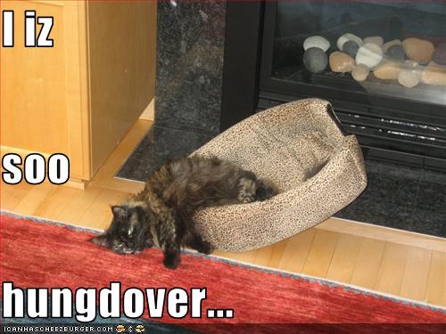Bilder-Thread uh43048,1270720889,funny-pictures-cat-is-hungover