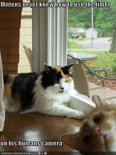 Bilder-Thread uh43048,1270721017,funny-pictures-cat-cannot-use-camera