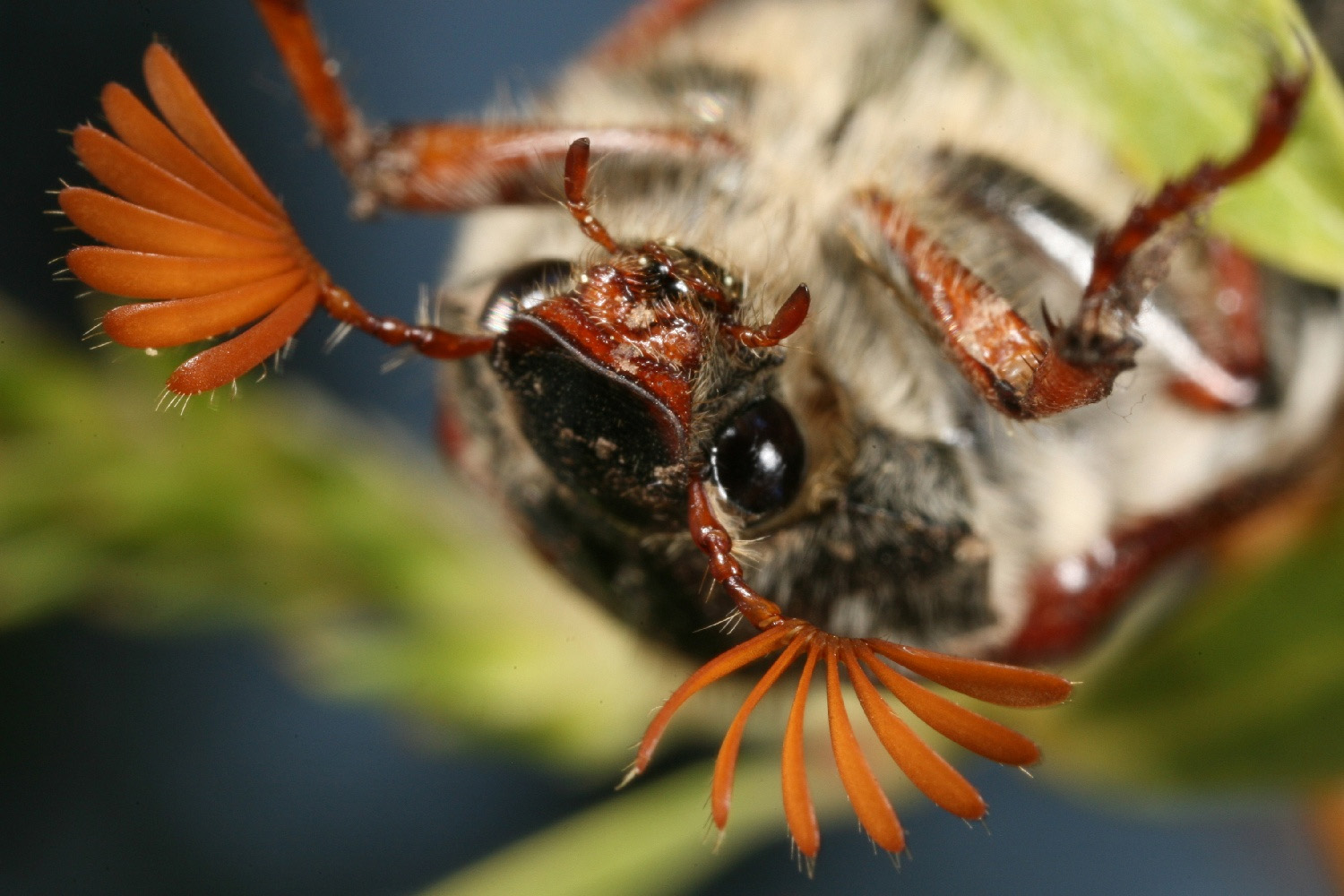 Bilder-Thread uh43048,1270746121,1maikaefer