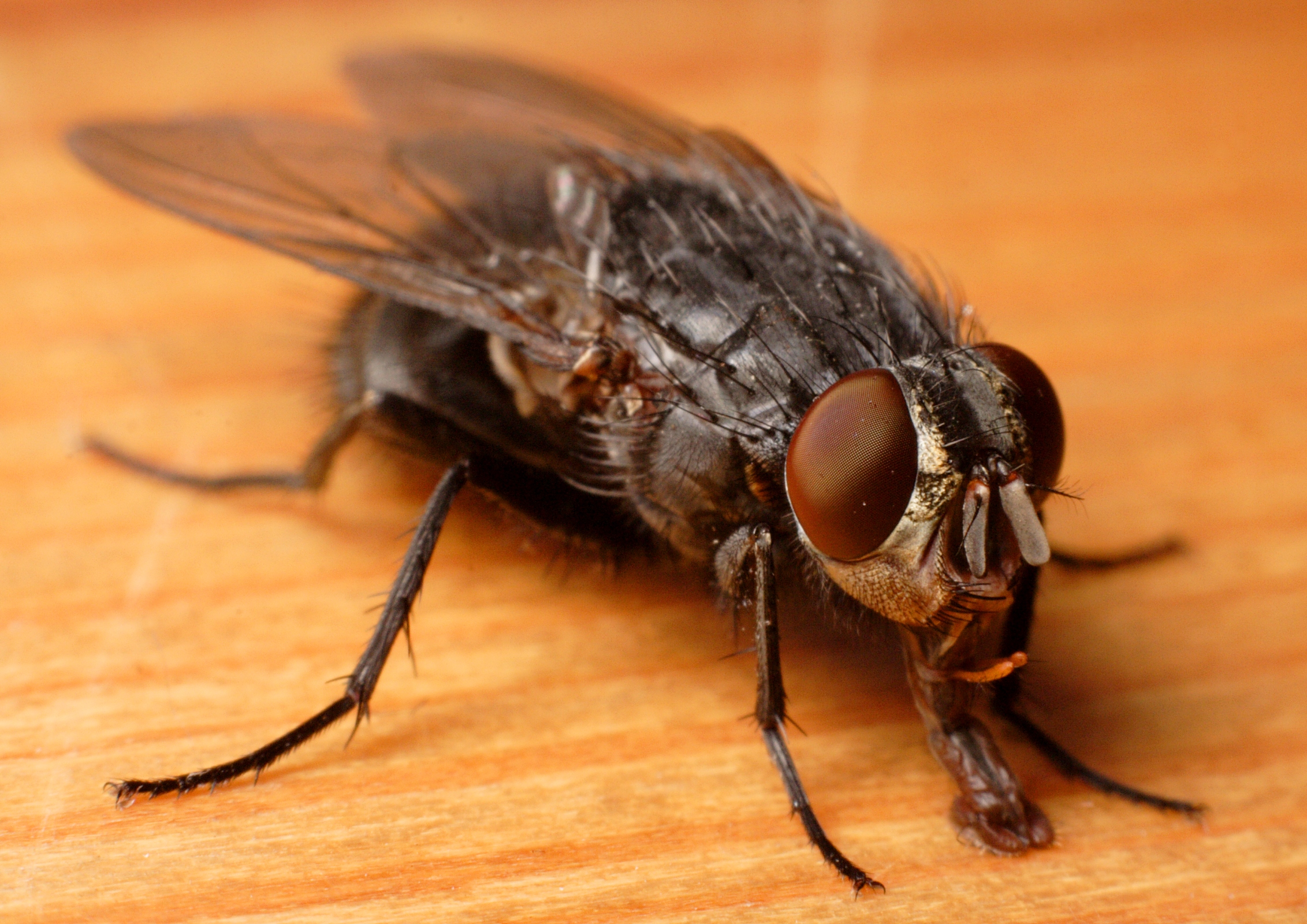 Bilder-Thread uh43048,1270746337,Calliphora vicina