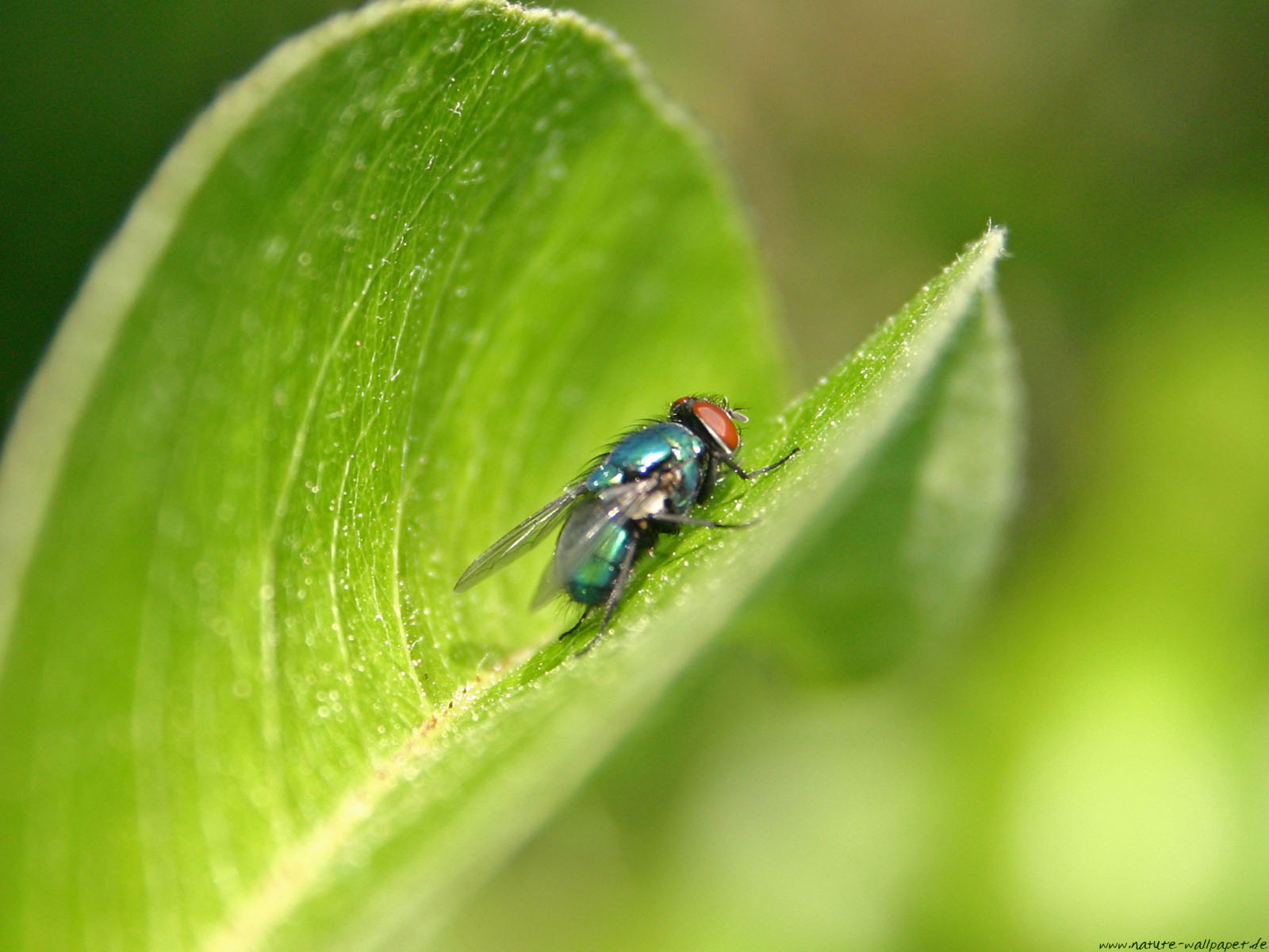 Bilder-Thread uh43048,1270746361,Schmeissfliege1600x12002