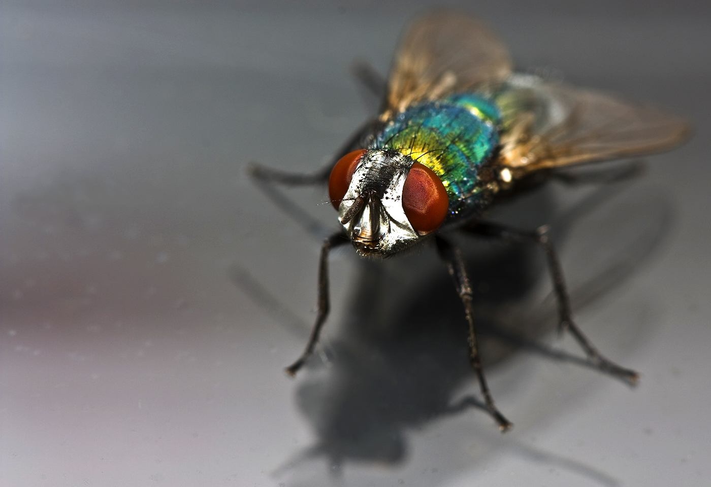Bilder-Thread uh43048,1270746555,4a1d8ba4d8fa6Fliege-Makro