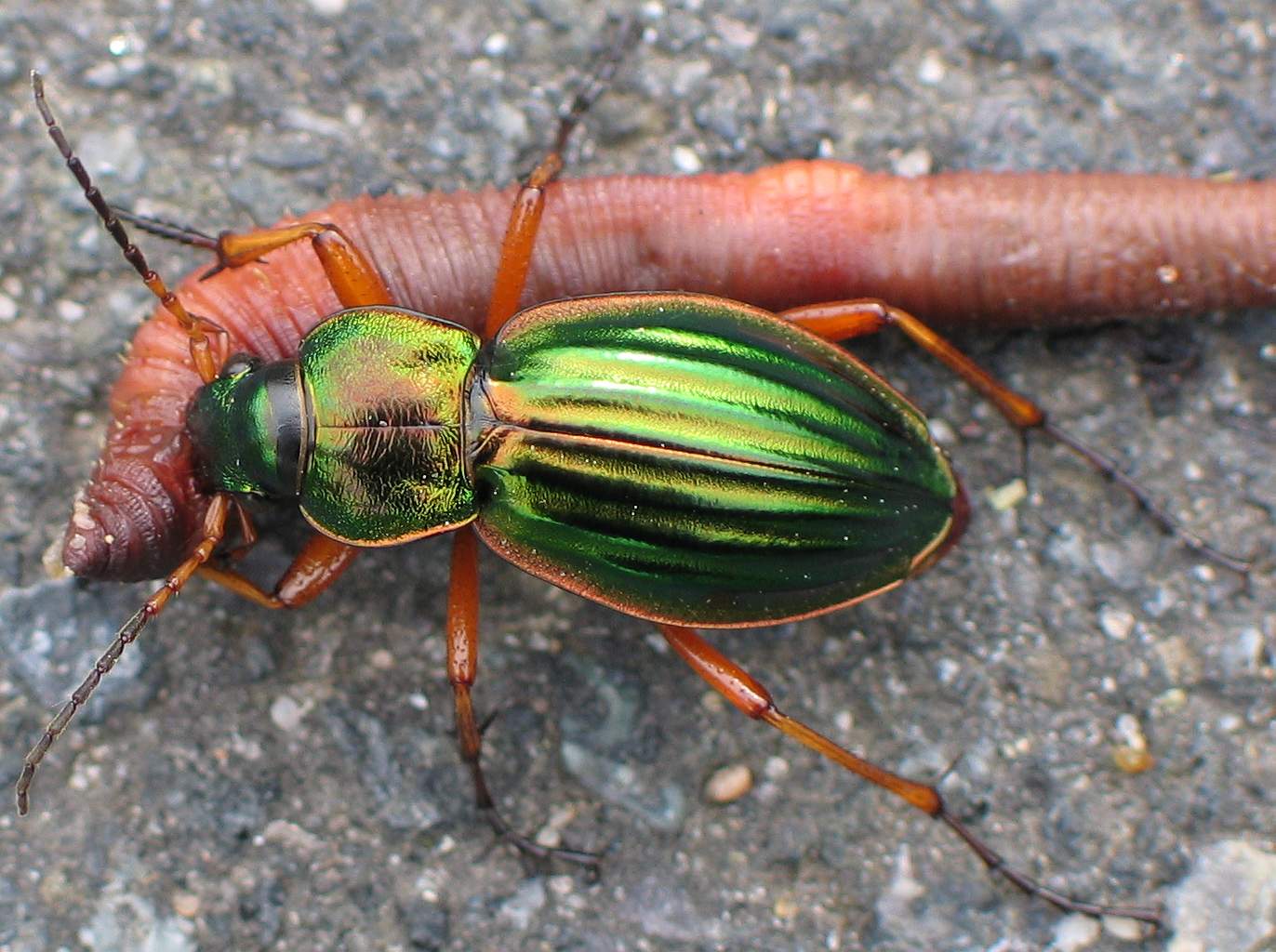 Bilder-Thread uh43048,1270746694,Carabus auratus with prey