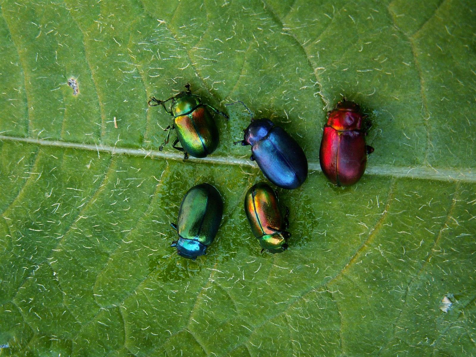Bilder-Thread uh43048,1270746754, bunte kaefer