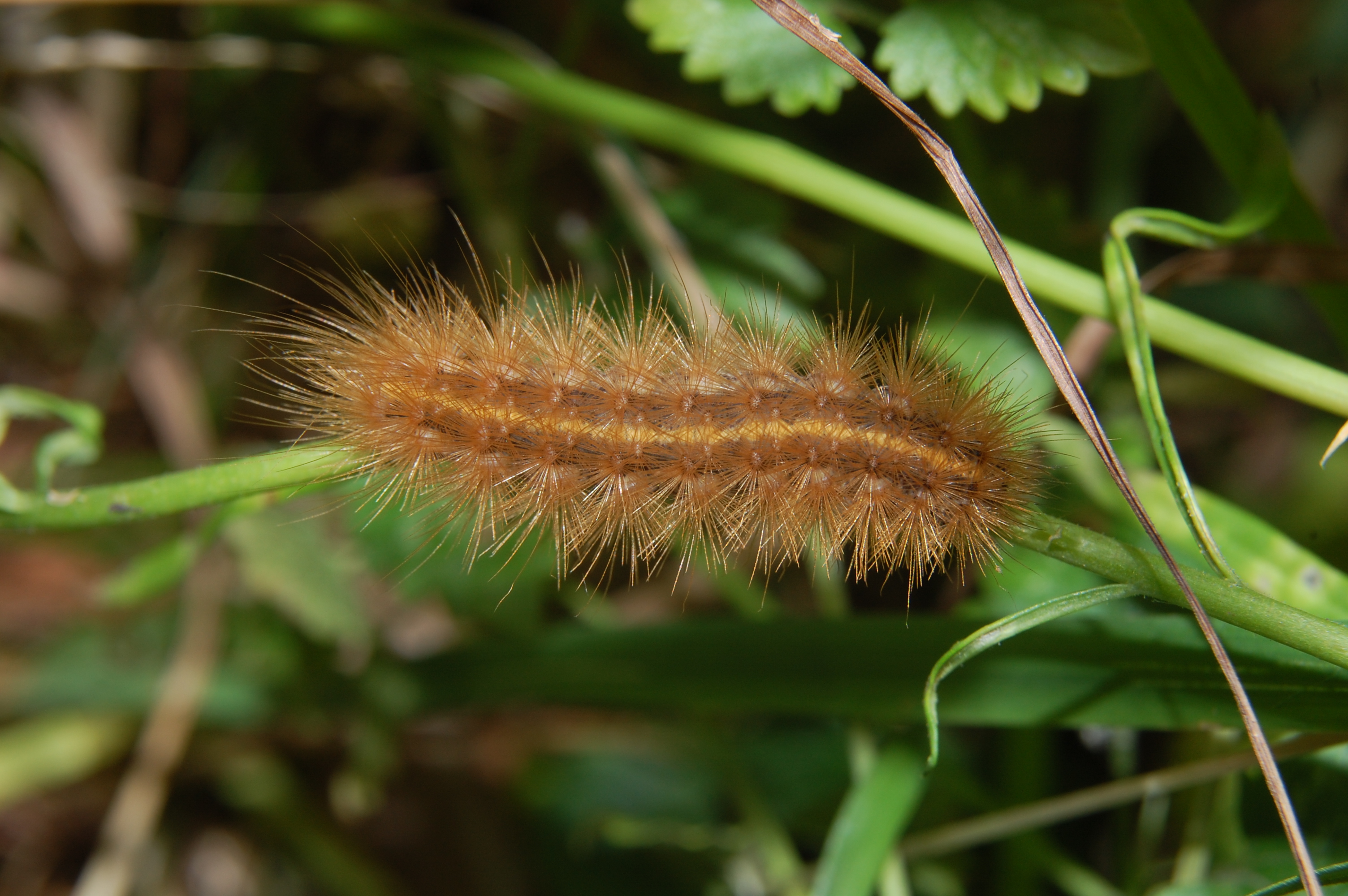 Bilder-Thread uh43048,1270746877,Haarige Raupe