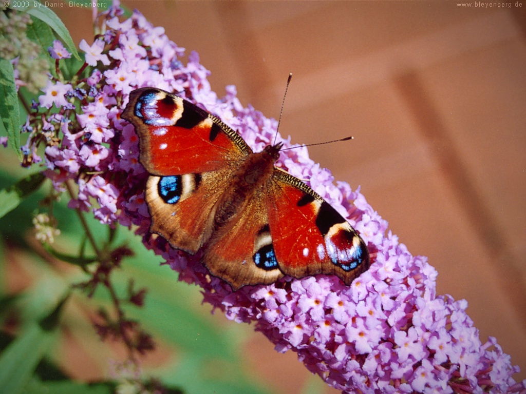 Bilder-Thread uh43048,1270747028,pfauenauge1024