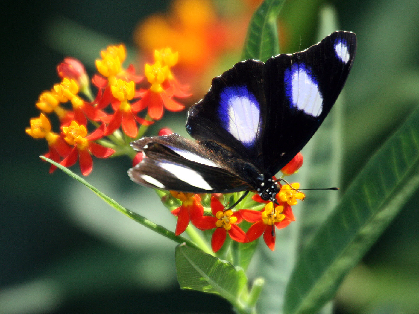 Bilder-Thread uh43048,1270747197,schmetterling010 1400x1050