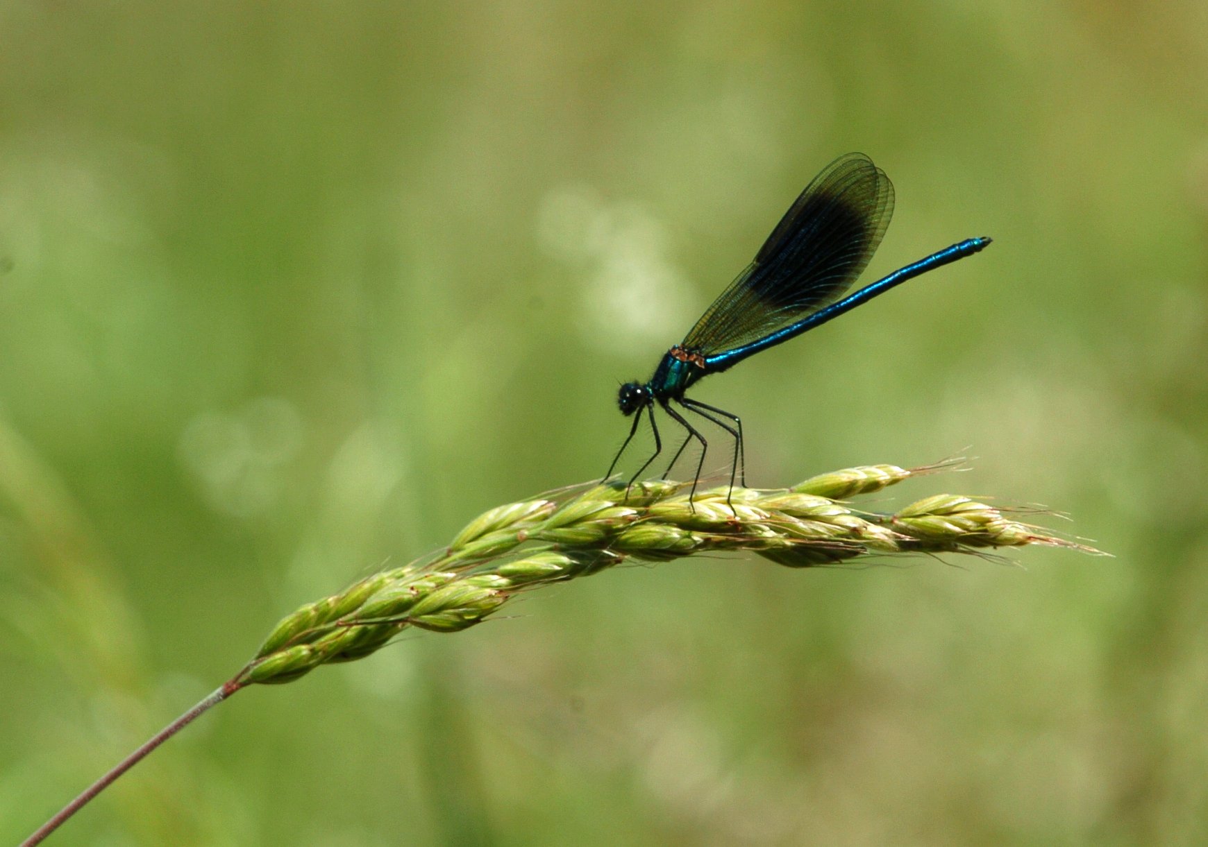 Bilder-Thread uh43048,1270747366,libelle
